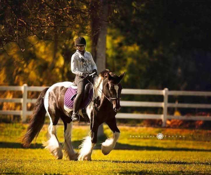 Dressage instructor Gillian Muir riding a Gypsy Vanner horse in a field.